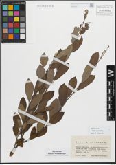 Foto von Salix myrsinifolia Salisb.